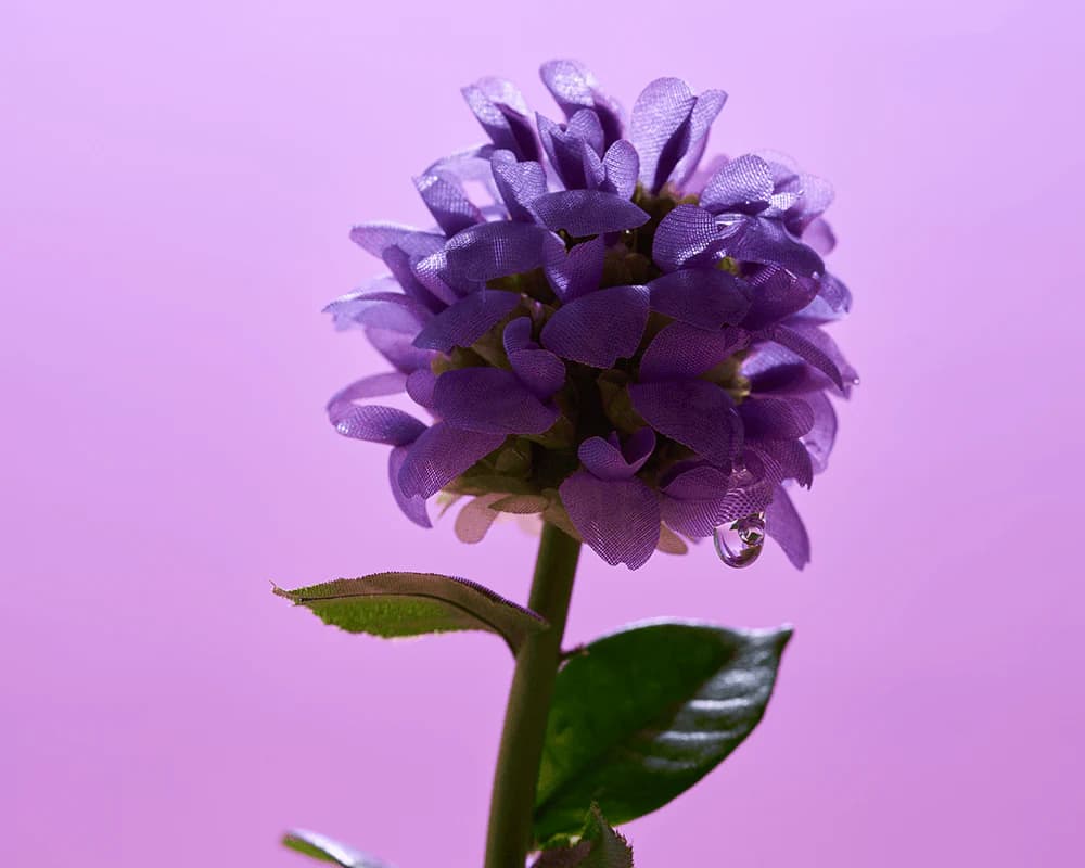 Bakuchiol Plumping Serum — view 4